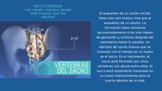 DATO CURIOSO
Los recién nacidos tienen
más huesos que los
adultos
El esqueleto de un recién nacido
tiene casi cien huesos más que el
esqueleto de un adulto. La
formación ósea comienza
aproximadamente a los tres meses
de gestación y continúa después del
nacimiento hasta la adultez. Un
ejemplo de varios huesos que se
fusionan con el tiempo en un hueso
es el sacro. En el nacimiento, el
sacro está formado por cinco
vértebras con discos entre ellas. El
sacro está totalmente fusionado en
un hueso habitualmente para la
cuarta década de la vida.
 