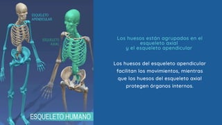 Los huesos están agrupados en el
esqueleto axial
y el esqueleto apendicular
Los huesos del esqueleto apendicular
facilitan los movimientos, mientras
que los huesos del esqueleto axial
protegen órganos internos.
 