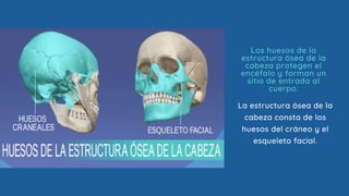 Los huesos de la
estructura ósea de la
cabeza protegen el
encéfalo y forman un
sitio de entrada al
cuerpo.
La estructura ósea de la
cabeza consta de los
huesos del cráneo y el
esqueleto facial.
 