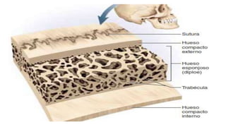 sistema óseo, anatomía, tipo de osificaciones y patologías comunes .pptx