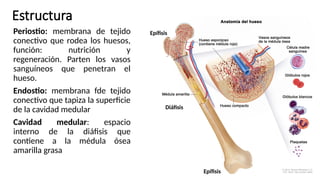 Sistema+oseo.pptxfffffffffffffffffffffffffffff | PPTX