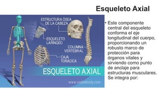 sistema oseo o sistema esqueletico pptx | PPTX