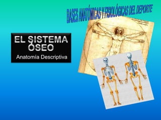 Anatomía Descriptiva
 
