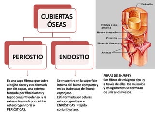 sitema oseo histologia de los huesos .pptx