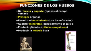FUNCIONES DE LOS HUESOS
Dar forma y soporte (apoyo) al cuerpo
humano
Proteger órganos
Permitir el movimiento (con los músculos)
Guardar minerales, especialmente el calcio
Producir glóbulos (células sanguíneas)
Producir la médula ósea
 