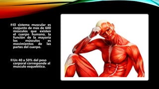 El sistema muscular es
conjunto de más de 600
músculos que existen
el cuerpo humano, la
función de la mayoría
los músculos es
movimientos de las
partes del cuerpo.
Un 40 a 50% del peso
corporal corresponde al
musculo esquelético.