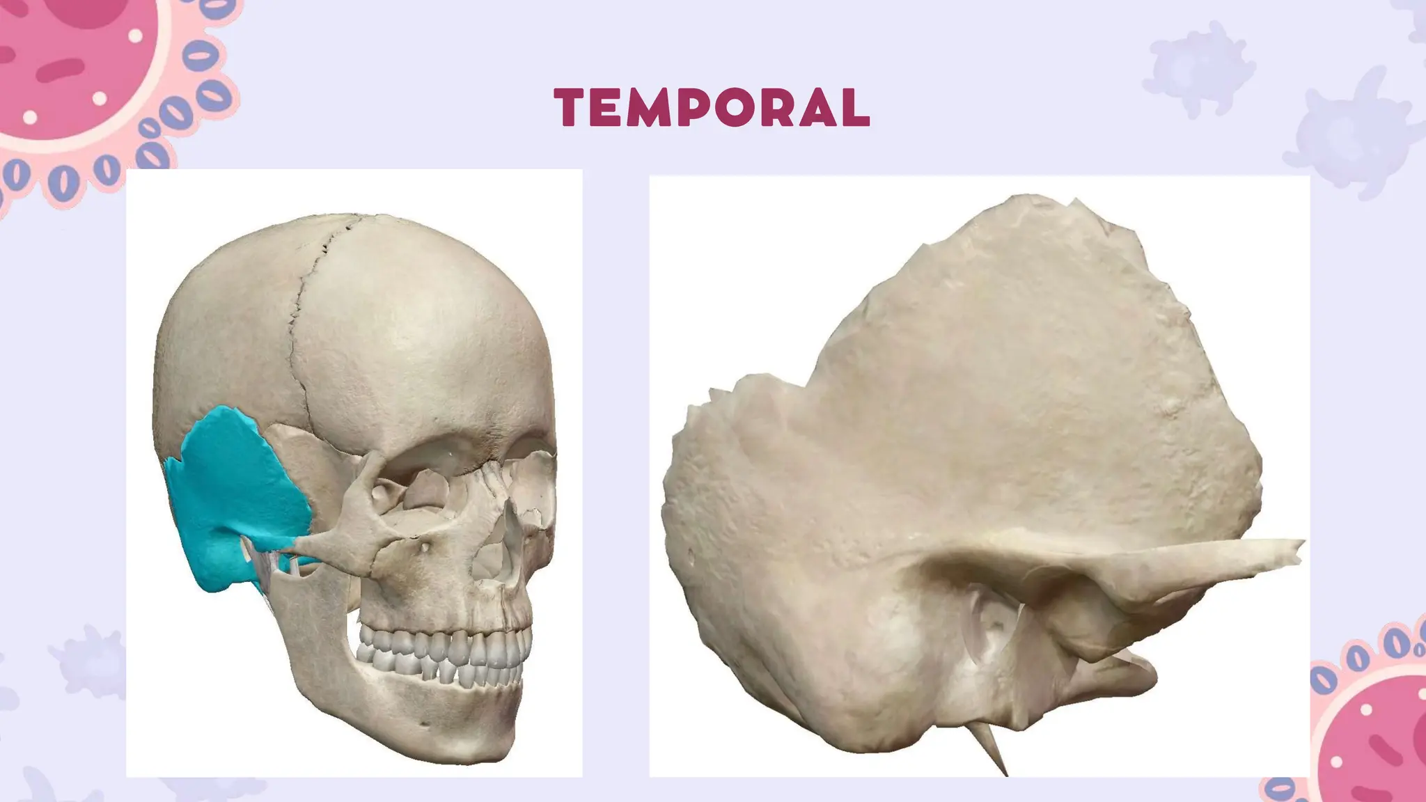 Sistema óseo Osteología Y Sus Partes Pptx