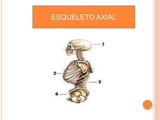 Sentido Axial Sistema oseo 1 dani | PPTX