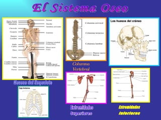 El Sistema Oseo Columna   Vertebral Huesos del Esqueleto Extremidades Superiores Extremidades Inferiores 