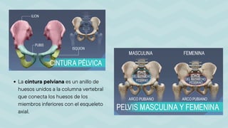 Sistema Óseo (axial y apendicular).pdf