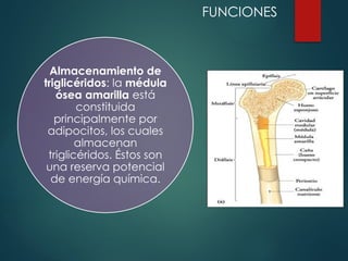 Almacenamiento de
triglicéridos: la médula
ósea amarilla está
constituida
principalmente por
adipocitos, los cuales
almacenan
triglicéridos. Éstos son
una reserva potencial
de energía química.
FUNCIONES
 