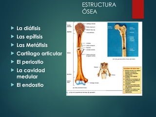  La diáfisis
 Las epífisis
 Las Metáfisis
 Cartílago articular
 El periostio
 La cavidad
medular
 El endostio
ESTRUCTURA
ÓSEA
 