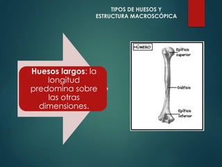 TIPOS DE HUESOS Y
ESTRUCTURA MACROSCÓPICA
Huesos largos: la
longitud
predomina sobre
las otras
dimensiones.
 