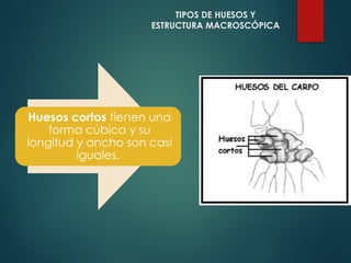 Huesos cortos tienen una
forma cúbica y su
longitud y ancho son casi
iguales.
TIPOS DE HUESOS Y
ESTRUCTURA MACROSCÓPICA
 