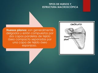 Huesos planos: son generalmente
delgados y están compuestos por
dos capas paralelas de tejido
óseo compacto separadas por
una capa de tejido óseo
esponjoso.
TIPOS DE HUESOS Y
ESTRUCTURA MACROSCÓPICA
 