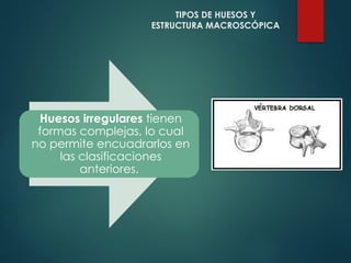 Huesos irregulares tienen
formas complejas, lo cual
no permite encuadrarlos en
las clasificaciones
anteriores.
TIPOS DE HUESOS Y
ESTRUCTURA MACROSCÓPICA
 
