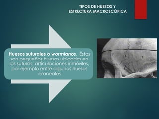 Huesos suturales o wormianos. Éstos
son pequeños huesos ubicados en
las suturas, articulaciones inmóviles,
por ejemplo entre algunos huesos
craneales
TIPOS DE HUESOS Y
ESTRUCTURA MACROSCÓPICA
 