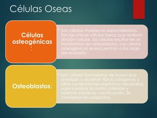 Células Oseas
• Son células madres no especializadas.
Son las únicas células óseas que realizan
división celular, las células resultantes se
transforman en osteoblastos. Las células
osteogénicas se encuentran a los largo
del endostio.
Células
osteogénicas
:
• Son células formadoras de hueso que
sintetizan y secretan fibras colágenas y
otros componentes orgánicos necesarios
para construir la matriz osteoide y
además inician la calcificación. Se
convierten en osteocitos.
Osteoblastos:
 
