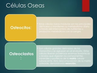• Estas células óseas maduras son las principales
del hueso y mantienen su metabolismo diario
a través del intercambio de nutrientes y
productos metabólicos con la sangre.
Osteocitos:
• Son células grandes derivadas de los
monocitos y se agrupan en el endostio. Estas
células liberan poderosas enzimas lisosómicas
y ácidos que digieren los componentes
minerales y proteicos de la matriz celular
subyacente. Esta descomposición de la matriz
osteoide, denominada resorción.
Osteoclastos
:
Células Oseas
 