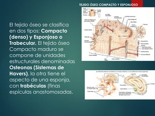 El tejido óseo se clasifica
en dos tipos: Compacto
(denso) y Esponjoso o
Trabecular. El tejido óseo
Compacto maduro se
compone de unidades
estructurales denominadas
Osteonas (Sistemas de
Havers), la otra tiene el
aspecto de una esponja,
con trabéculas (finas
espículas anastomosadas.
TEJIDO ÓSEO COMPACTO Y ESPONJOSO
 