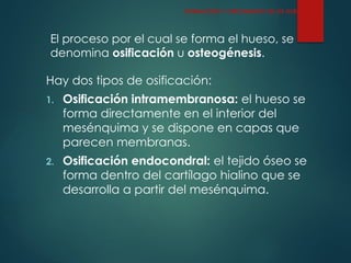 El proceso por el cual se forma el hueso, se
denomina osificación u osteogénesis.
Hay dos tipos de osificación:
1. Osificación intramembranosa: el hueso se
forma directamente en el interior del
mesénquima y se dispone en capas que
parecen membranas.
2. Osificación endocondral: el tejido óseo se
forma dentro del cartílago hialino que se
desarrolla a partir del mesénquima.
FORMACIÓN Y CRECIMIENTO DE OS HUESOS
 