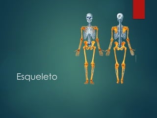 Esqueleto
 