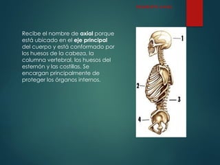 Recibe el nombre de axial porque
está ubicado en el eje principal
del cuerpo y está conformado por
los huesos de la cabeza, la
columna vertebral, los huesos del
esternón y las costillas. Se
encargan principalmente de
proteger los órganos internos.
ESQUELETO AXIAL
 
