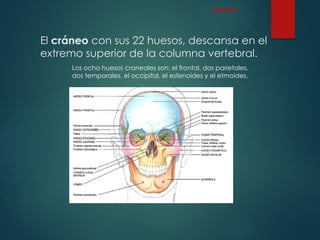 El cráneo con sus 22 huesos, descansa en el
extremo superior de la columna vertebral.
Los ocho huesos craneales son: el frontal, dos parietales,
dos temporales, el occipital, el esfenoides y el etmoides.
CRÁNEO
 