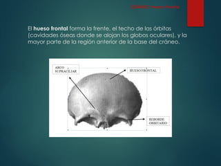 El hueso frontal forma la frente, el techo de las órbitas
(cavidades óseas donde se alojan los globos oculares), y la
mayor parte de la región anterior de la base del cráneo.
CRÁNEO: Hueso Frontal
 
