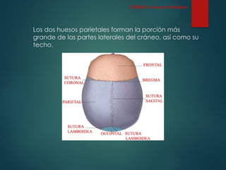 Los dos huesos parietales forman la porción más
grande de las partes laterales del cráneo, así como su
techo.
CRÁNEO: Huesos Parietales
 