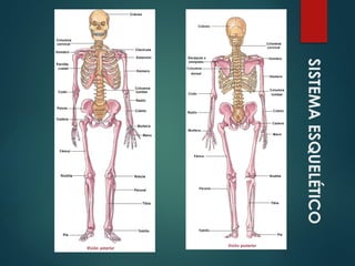 SISTEMA
ESQUELÉTICO
 