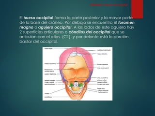 El hueso occipital forma la parte posterior y la mayor parte
de la base del cráneo. Por debajo se encuentra el foramen
magno o agujero occipital. A los lados de este agujero hay
2 superficies articulares o cóndilos del occipital que se
articulan con el atlas (C1), y por delante está la porción
basilar del occipital.
CRÁNEO: Hueso Occipital
 