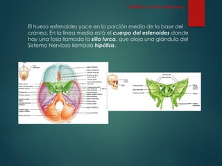 El hueso esfenoides yace en la porción media de la base del
cráneo. En la línea media está el cuerpo del esfenoides donde
hay una fosa llamada la silla turca, que aloja una glándula del
Sistema Nervioso llamada hipófisis.
CRÁNEO: Hueso Esfenoides
 