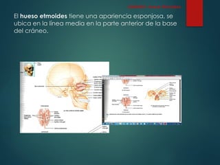 El hueso etmoides tiene una apariencia esponjosa, se
ubica en la línea media en la parte anterior de la base
del cráneo.
CRÁNEO: Hueso Etmoides
 