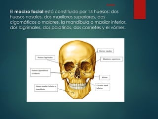 El macizo facial está constituido por 14 huesos: dos
huesos nasales, dos maxilares superiores, dos
cigomáticos o malares, la mandíbula o maxilar inferior,
dos lagrimales, dos palatinos, dos cornetes y el vómer.
CARA
 