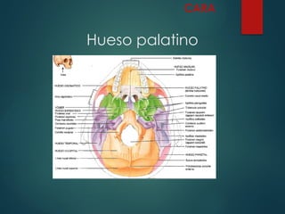 Hueso palatino
CARA
 