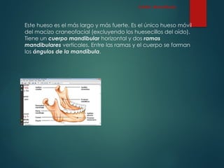 Este hueso es el más largo y más fuerte. Es el único hueso móvil
del macizo craneofacial (excluyendo los huesecillos del oído).
Tiene un cuerpo mandibular horizontal y dos ramas
mandibulares verticales. Entre las ramas y el cuerpo se forman
los ángulos de la mandíbula.
CARA: Mandíbula
 