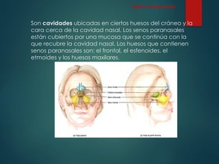 Son cavidades ubicadas en ciertos huesos del cráneo y la
cara cerca de la cavidad nasal. Los senos paranasales
están cubiertos por una mucosa que se continúa con la
que recubre la cavidad nasal. Los huesos que contienen
senos paranasales son: el frontal, el esfenoides, el
etmoides y los huesos maxilares.
SENOS PARANASALES
 