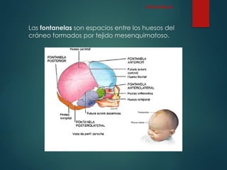 Las fontanelas son espacios entre los huesos del
cráneo formados por tejido mesenquimatoso.
FONTANELAS
 