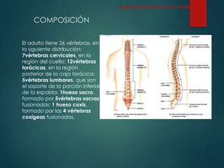 COMPOSICIÓN
El adulto tiene 26 vértebras, en
la siguiente distribución:
7vértebras cervicales, en la
región del cuello; 12vértebras
torácicas, en la región
posterior de la caja torácica;
5vértebras lumbares, que son
el soporte de la porción inferior
de la espalda; 1hueso sacro,
formado por 5vértebras sacras
fusionadas; 1 hueso coxis,
formado por las 4 vértebras
coxígeas fusionadas.
Esqueleto Axial: Columna Vertebral
 