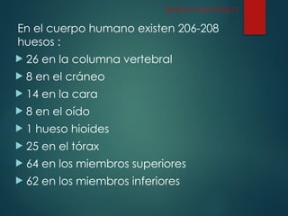 En el cuerpo humano existen 206-208
huesos :
 26 en la columna vertebral
 8 en el cráneo
 14 en la cara
 8 en el oído
 1 hueso hioides
 25 en el tórax
 64 en los miembros superiores
 62 en los miembros inferiores
SISTEMA ESQUELÉTICO
 