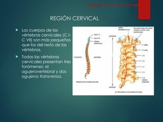 REGIÓN CERVICAL
 Los cuerpos de las
vértebras cervicales (C I-
C VII) son más pequeños
que los del resto de las
vértebras.
 Todas las vértebras
cervicales presentan tres
forámenes: el
agujerovertebral y dos
agujeros transversos.
Esqueleto Axial: Columna Vertebral
 