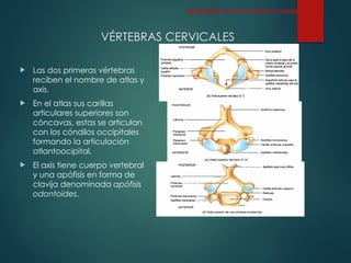 VÉRTEBRAS CERVICALES
 Las dos primeras vértebras
reciben el nombre de atlas y
axis.
 En el atlas sus carillas
articulares superiores son
cóncavas, estas se articulan
con los cóndilos occipitales
formando la articulación
atlantoocipital.
 El axis tiene cuerpo vertebral
y una apófisis en forma de
clavija denominada apófisis
odontoides,
Esqueleto Axial: Columna Vertebral
 