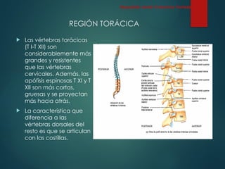 REGIÓN TORÁCICA
 Las vértebras torácicas
(T I-T XII) son
considerablemente más
grandes y resistentes
que las vértebras
cervicales. Además, las
apófisis espinosas T XI y T
XII son más cortas,
gruesas y se proyectan
más hacia atrás.
 La característica que
diferencia a las
vértebras dorsales del
resto es que se articulan
con las costillas.
Esqueleto Axial: Columna Vertebral
 