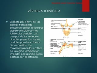 VÉRTEBRA TORÁCICA
 Excepto por T XI y T XII, las
apófisis transversas
presentan carillas articulares
que se articulan con los
tubérculos costales. Los
cuerpos de las vértebras
dorsales presentan fositas
costales para las cabezas
de las costillas. Los
movimientos de las costillas
en la región torácica son
limitados por la unión de las
costillas con el esternón.
Esqueleto Axial: Columna Vertebral
 
