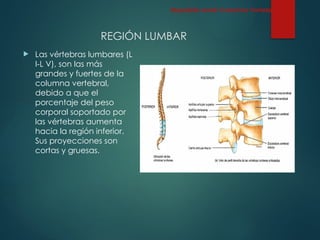 REGIÓN LUMBAR
 Las vértebras lumbares (L
I-L V), son las más
grandes y fuertes de la
columna vertebral,
debido a que el
porcentaje del peso
corporal soportado por
las vértebras aumenta
hacia la región inferior.
Sus proyecciones son
cortas y gruesas.
Esqueleto Axial: Columna Vertebral
 