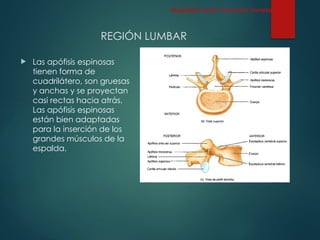 REGIÓN LUMBAR
 Las apófisis espinosas
tienen forma de
cuadrilátero, son gruesas
y anchas y se proyectan
casi rectas hacia atrás.
Las apófisis espinosas
están bien adaptadas
para la inserción de los
grandes músculos de la
espalda.
Esqueleto Axial: Columna Vertebral
 