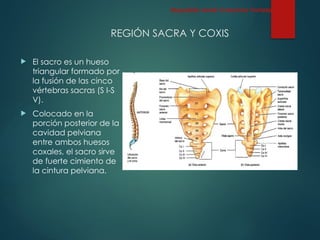 REGIÓN SACRA Y COXIS
 El sacro es un hueso
triangular formado por
la fusión de las cinco
vértebras sacras (S I-S
V).
 Colocado en la
porción posterior de la
cavidad pelviana
entre ambos huesos
coxales, el sacro sirve
de fuerte cimiento de
la cintura pelviana.
Esqueleto Axial: Columna Vertebral
 