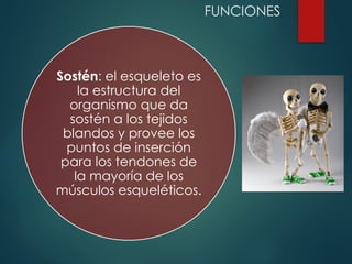 FUNCIONES
Sostén: el esqueleto es
la estructura del
organismo que da
sostén a los tejidos
blandos y provee los
puntos de inserción
para los tendones de
la mayoría de los
músculos esqueléticos.
 
