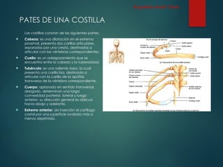 PATES DE UNA COSTILLA
Las costillas constan de las siguientes partes:
 Cabeza: es una dilatación en el extremo
proximal. presenta dos carillas articulares,
separadas por una cresta, destinadas a
articular con las vértebras correspondientes.
 Cuello: es un adelgazamiento que se
encuentra entre la cabeza y la tuberosidad.
 Tubérculo: es una saliente ósea, la cual
presenta una carilla lisa, destinada a
articular con la carilla de la apófisis
transversa de la vértebra correspondiente.
 Cuerpo: aplanado en sentido transversal,
alargado. determinan una larga
convexidad posterior, lateral y luego
anterior. su dirección general es oblicua
hacia abajo y adelante.
 Extremo anterior: da inserción al cartílago
costal por una superficie ovalada más o
menos deprimida.
Esqueleto Axial: Tórax
 